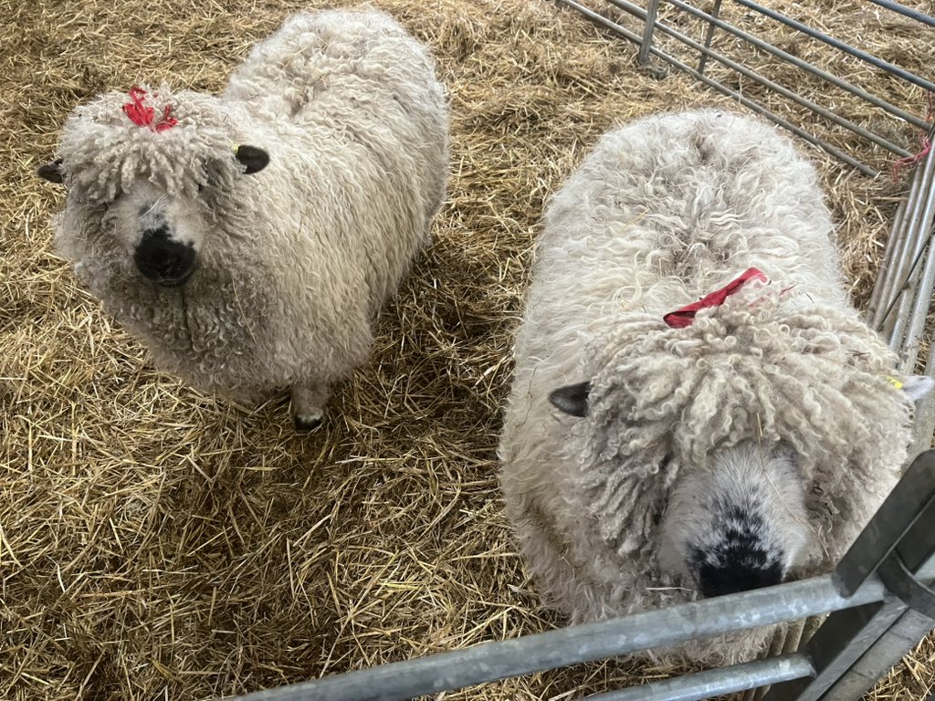 🐑 Farmer Dixon 🐐🐮🐓🐏🌿 tweet media