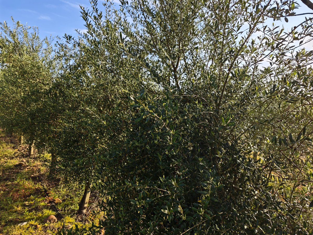 CatedraSipcam's tweet photo. 🗣️Comenzamos la campaña en olivar con el tratamiento de salida de invierno, una de las intervenciones clave para marcar el desarrollo del cultivo desde el inicio del ciclo. https://t.co/M2FKHTydNB