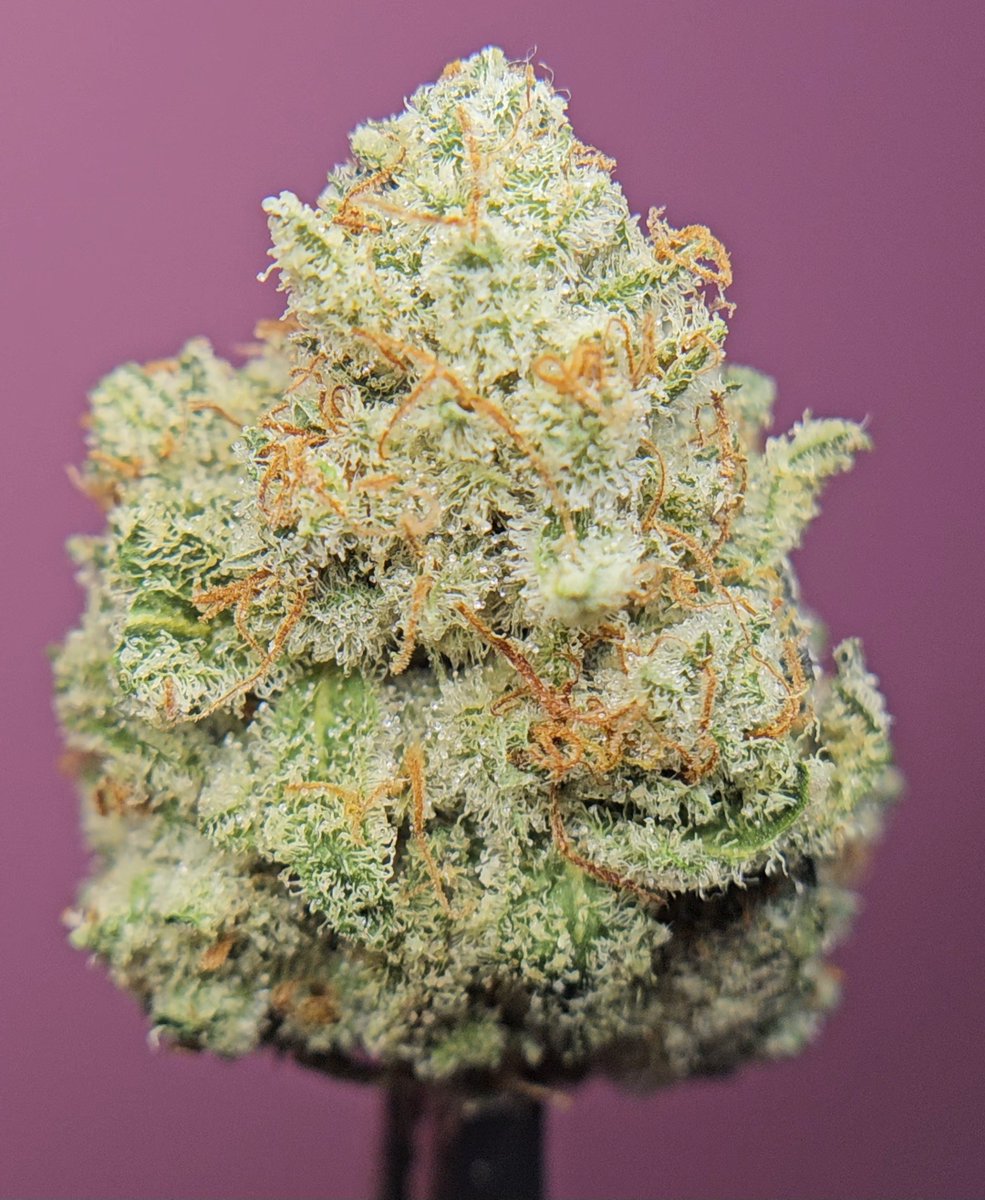 Haze4dayz tweet media