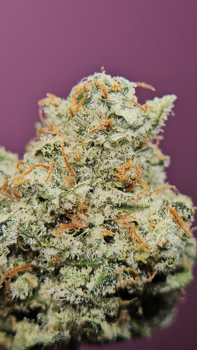 Haze4dayz tweet media