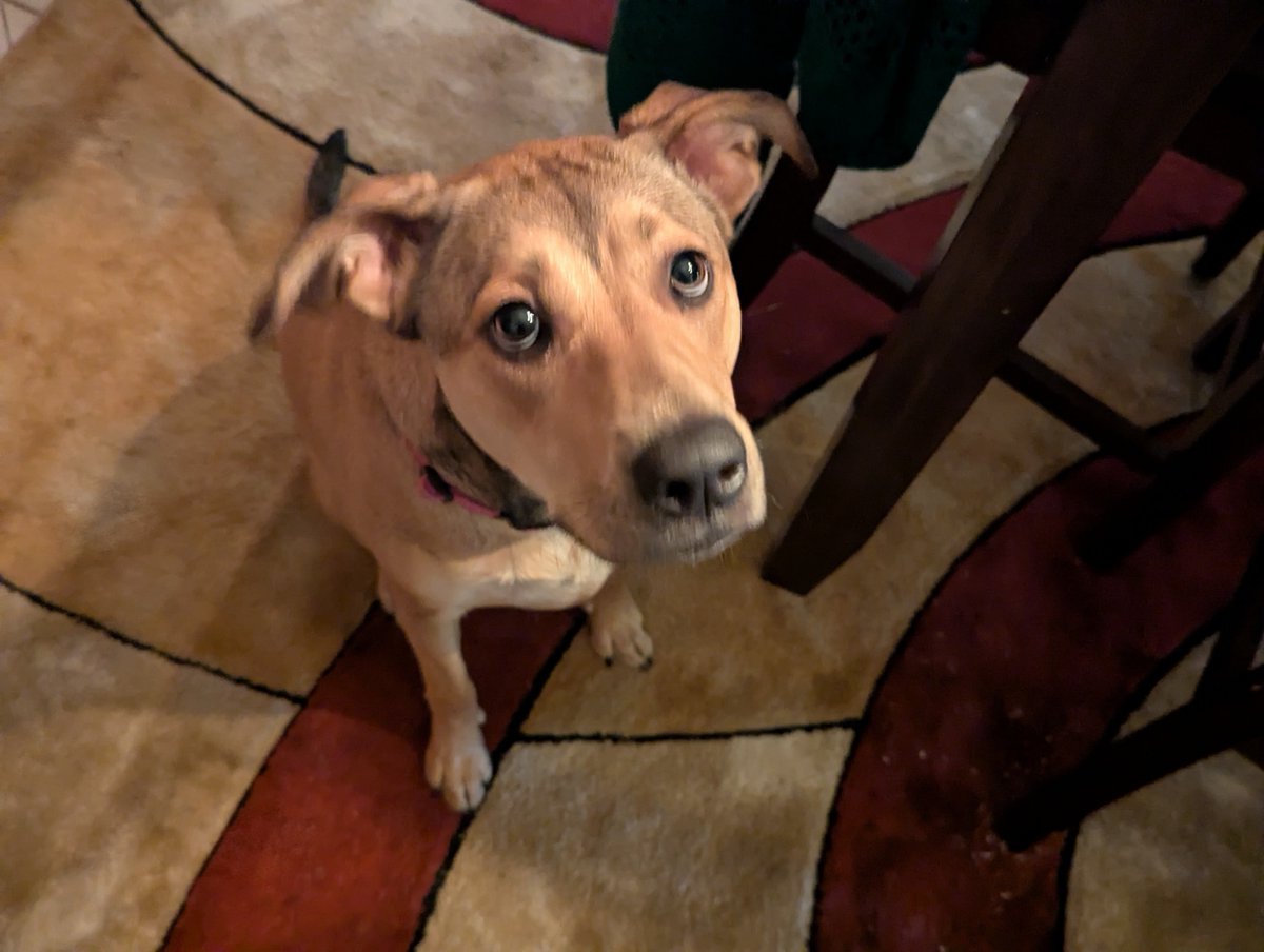 Lincoln💙🐶(Reagan🩷🐶 Kennedy 🩷🐶&🐱's) tweet media