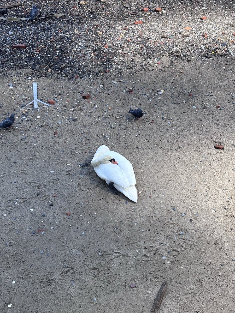 Sir Lady tweet media