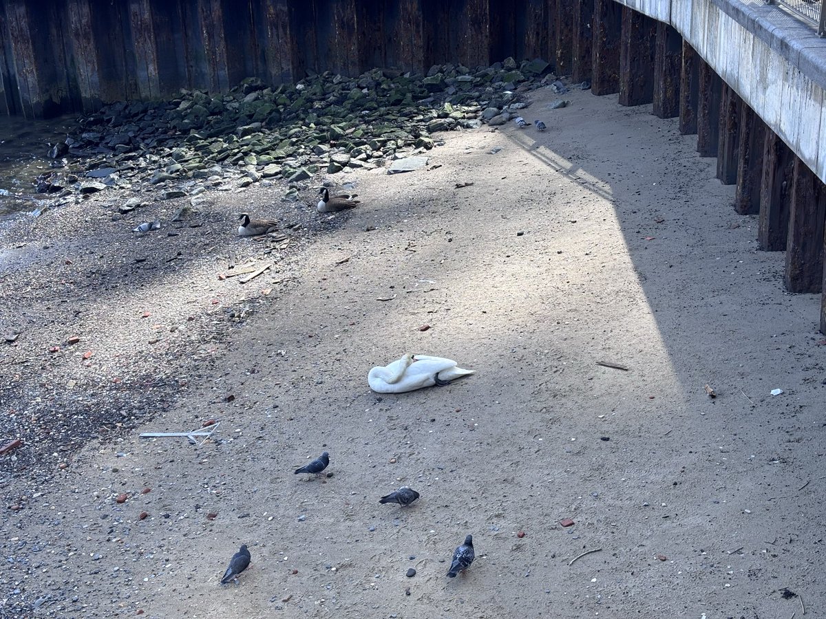 Sir Lady tweet media