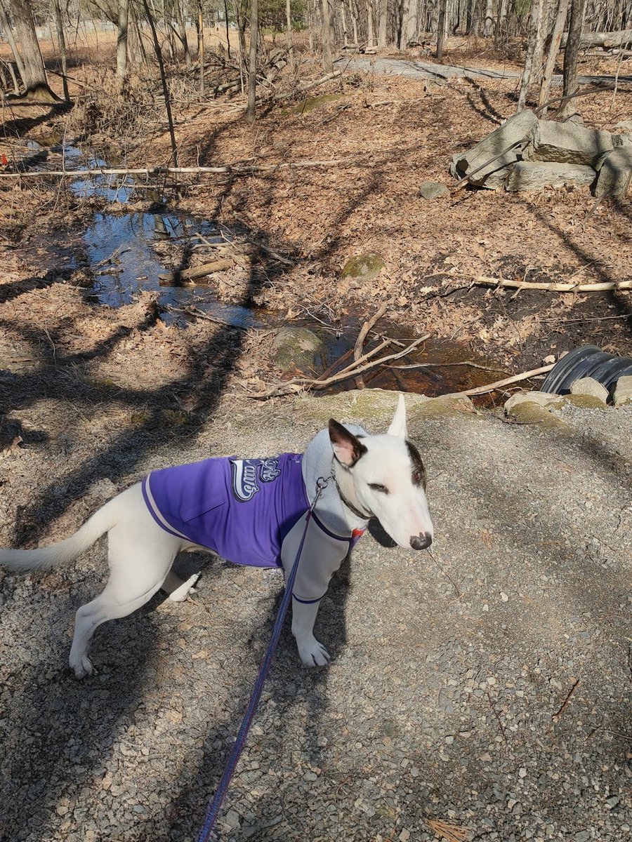 Spike The Rescue Pup & Rex The TV Terrier ®🌈🐾 tweet media