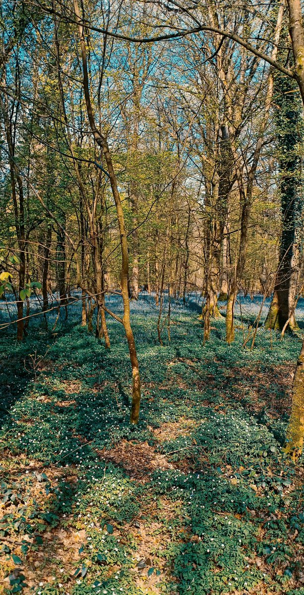🌼A chaque saison, la nature éblouit par ses paysages et ses couleurs laissant paraître toute sa beauté et sa splendeur🌼