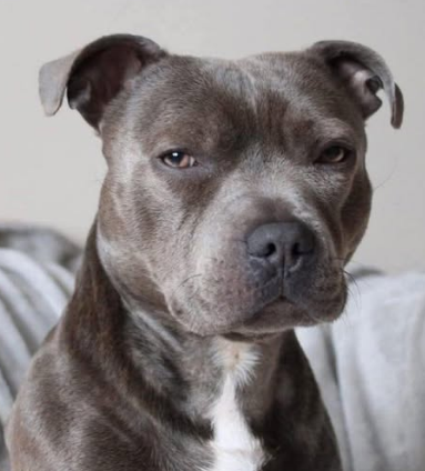 Blk_Chauvinist tweet media