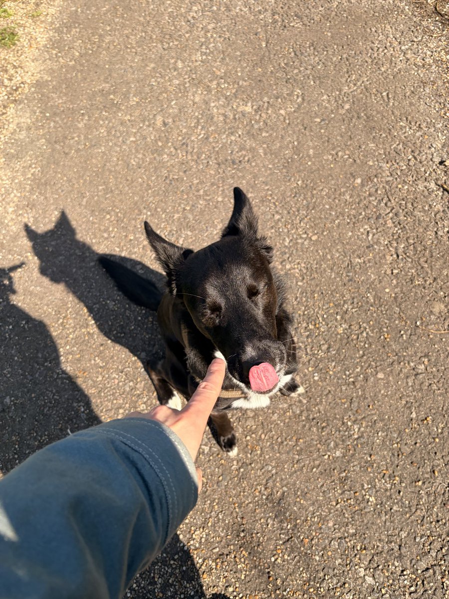 ellio burfo tweet media