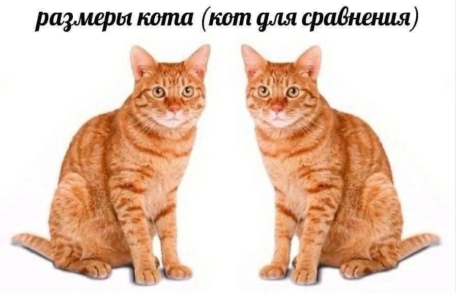 гражданка уебанка ☮️ tweet media