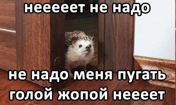 гражданка уебанка ☮️ tweet media