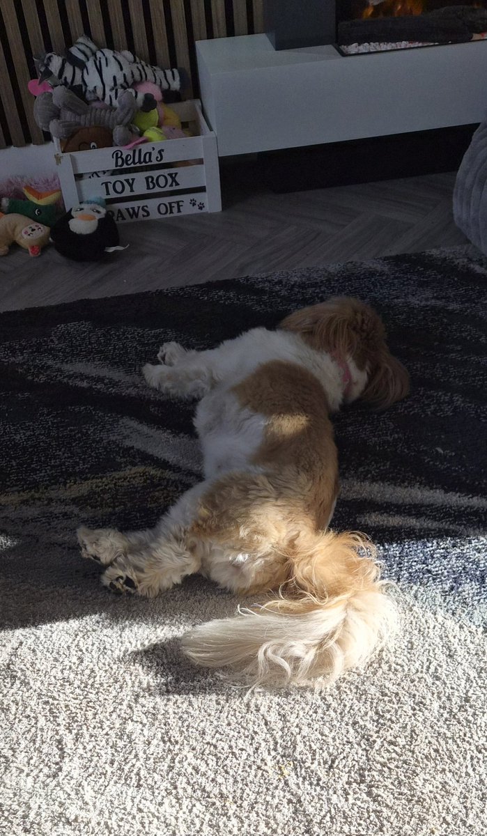 Bella🇬🇧 tweet media