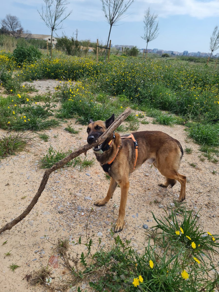 Cova Morales tweet media