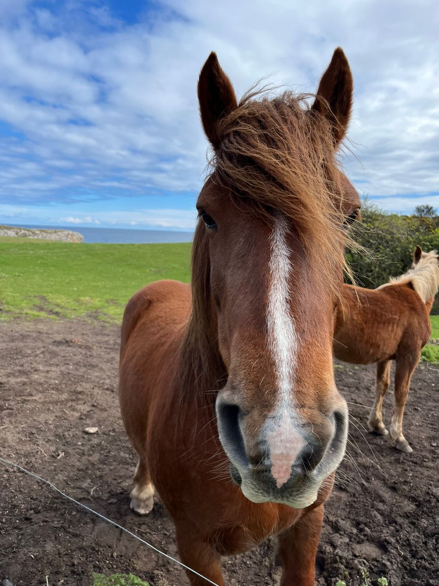 KatySnchez's tweet image. Caballo islandés, conocido por su aspecto fotogénico #caballo #hacerfotos #cabeza