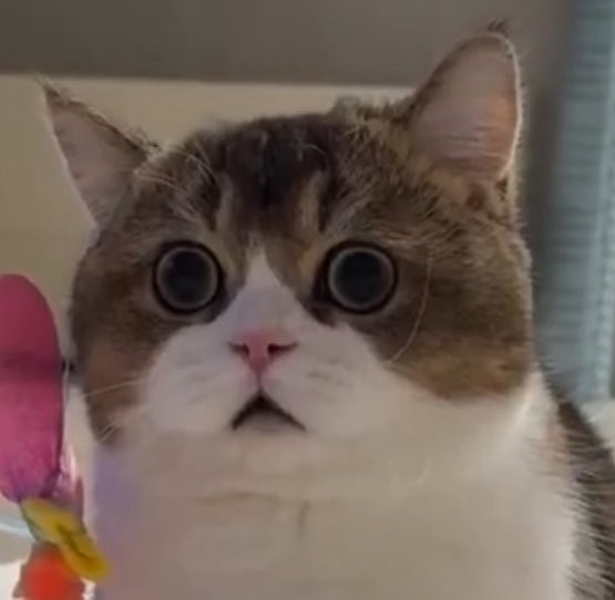 Miranda Richster tweet media