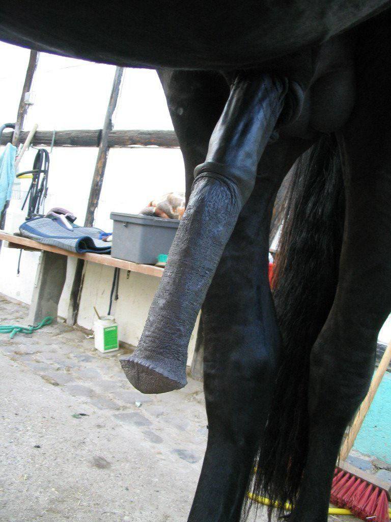 BBC HORSE FINDOM tweet media