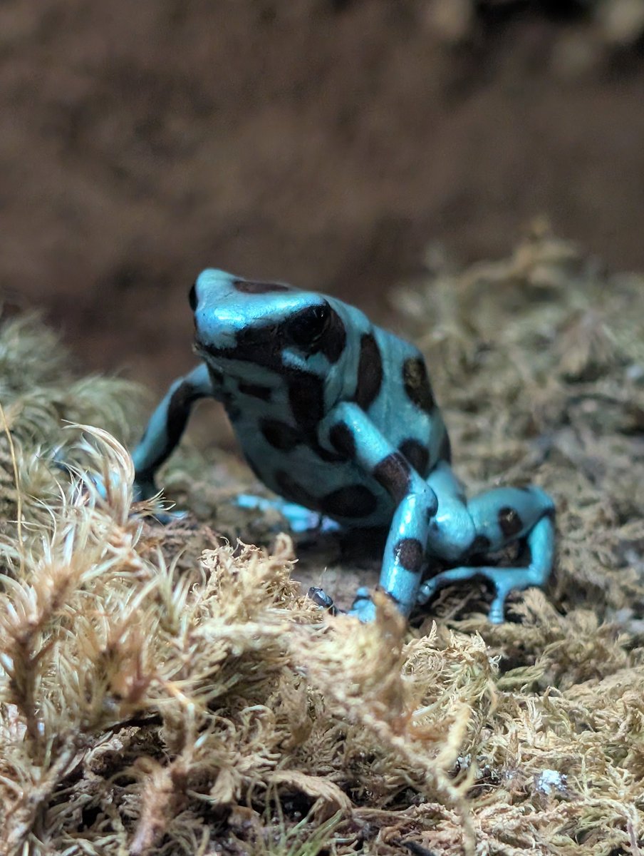 Aero 🪷 (COMMS OPEN) || Dragon's Den tweet media