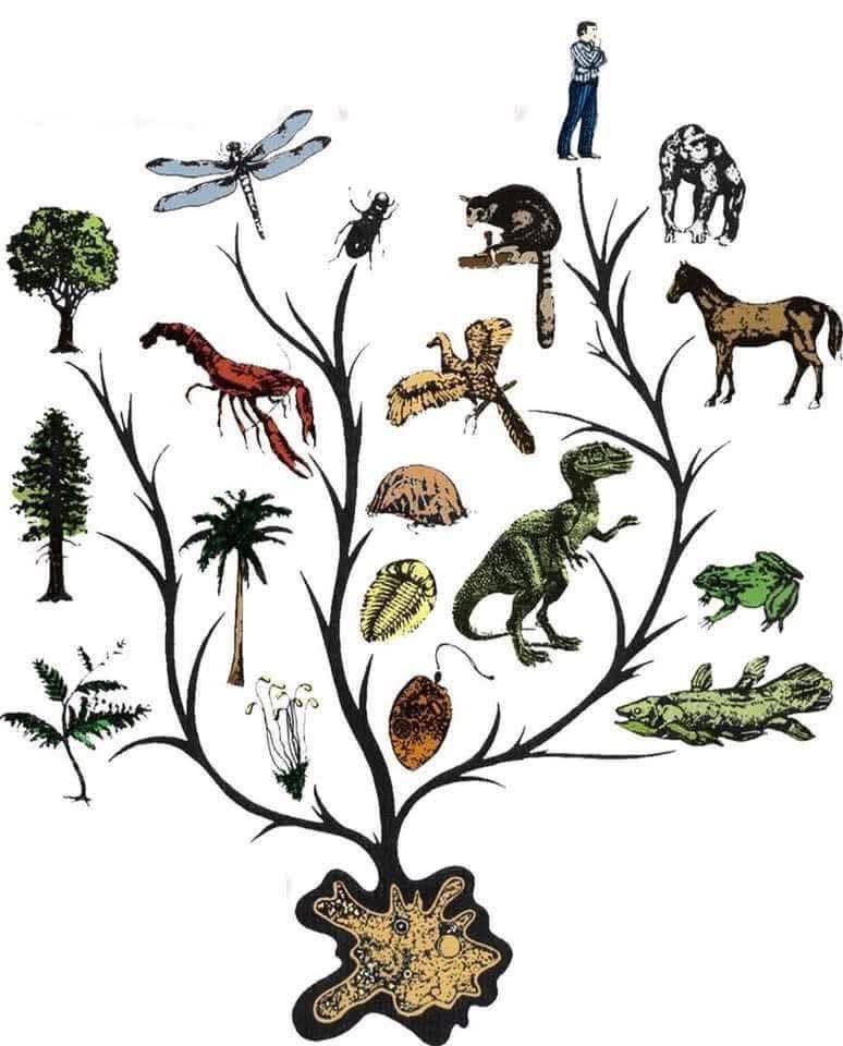 Ismail Hosny tweet media