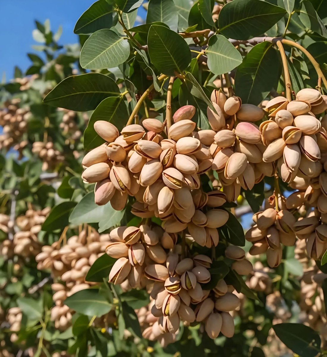 المتنبي. tweet media