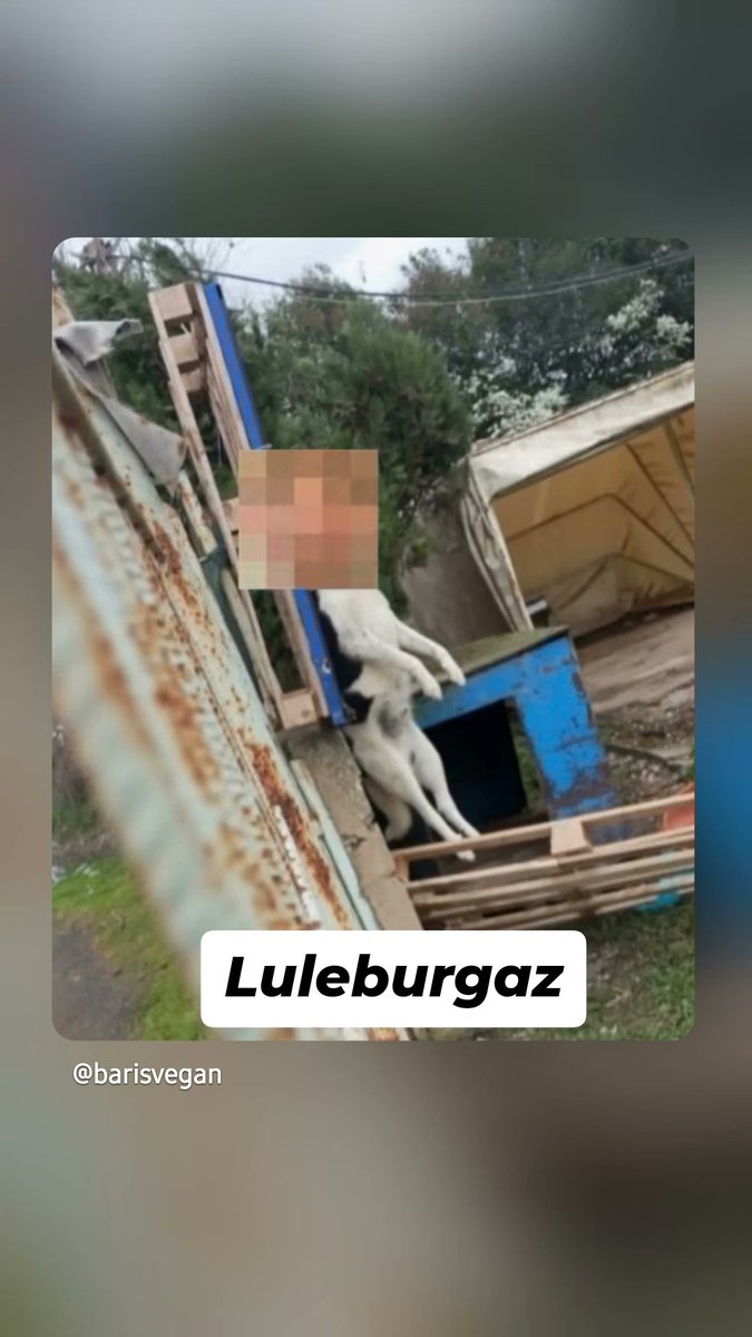 📣Lüleburgaz’da boğazından asılmış halde bulunan köpek – hayvana işkence ve öldürme suçunun tespiti, faillerin belirlenmesi ve cezalandırılması talebi

Bu dilekçeyi göndererek ve dilekçe kampanyasını paylaşarak bana destek olur musun?🙏 

jointvoice.com/campaign/752/