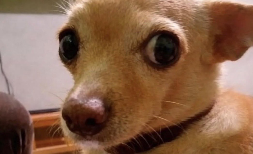 El Pandita Rojo tweet media