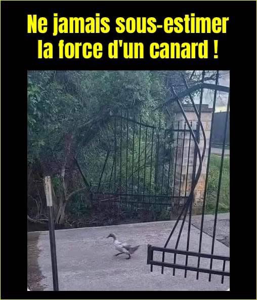 Carrach 💙🤍🌟 tweet media