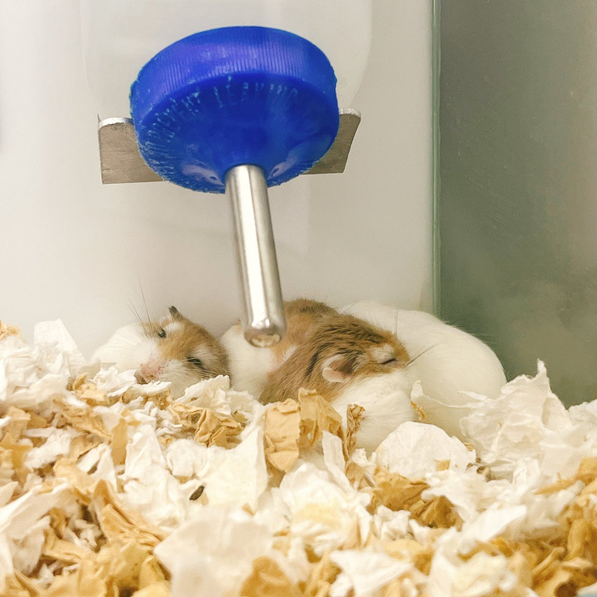 hiyumiNAO 💛✨ tweet media