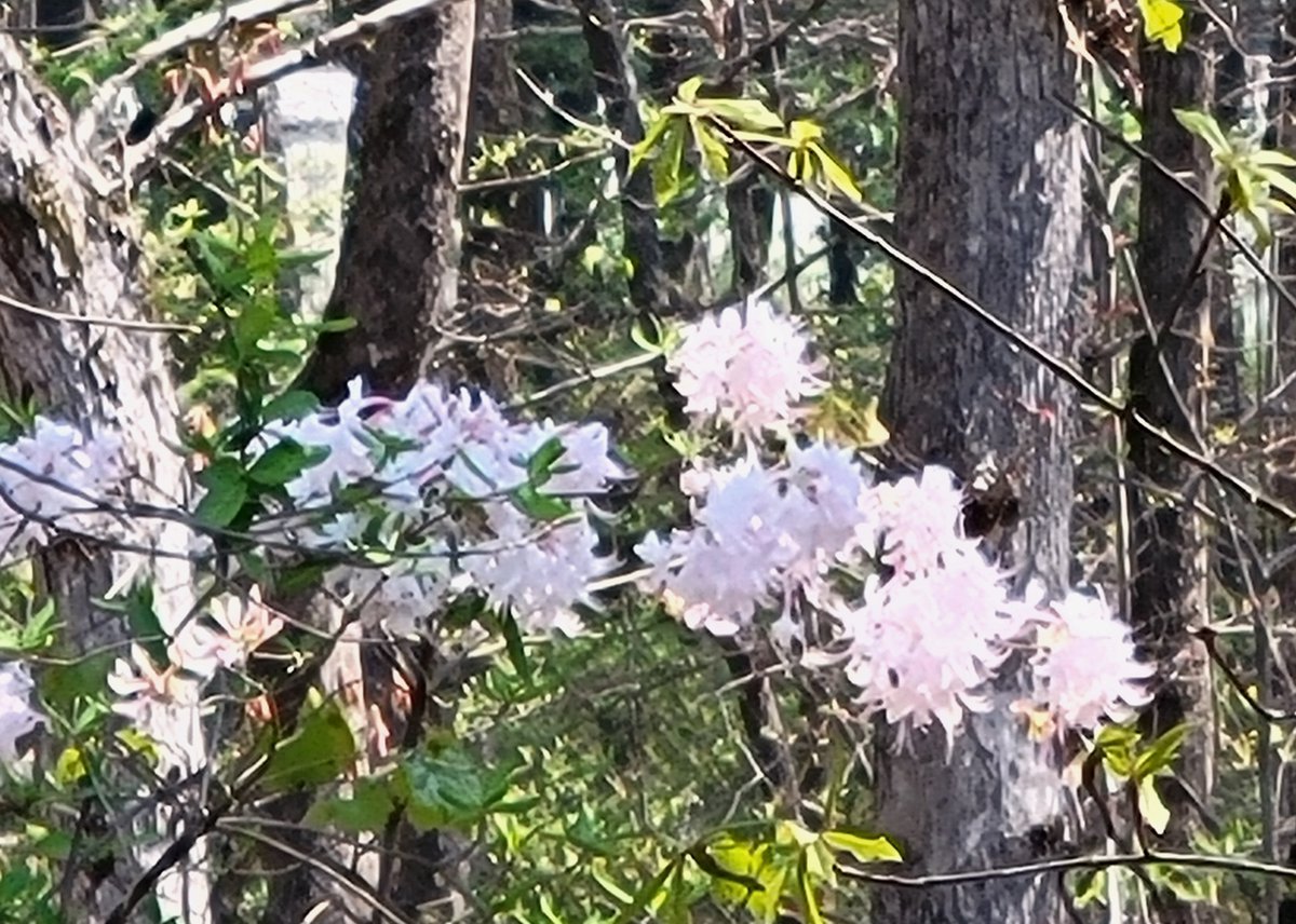 Una paloma de las letras tweet media