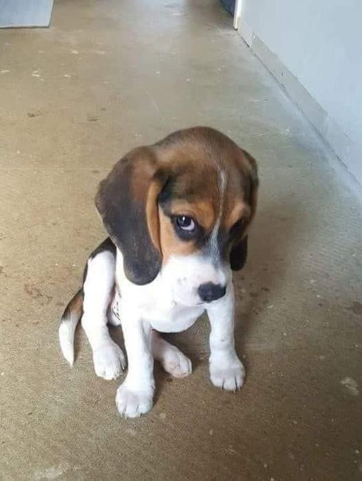 o povo falando mal do discurso do tadeu sobre toy story e eu amando aqui