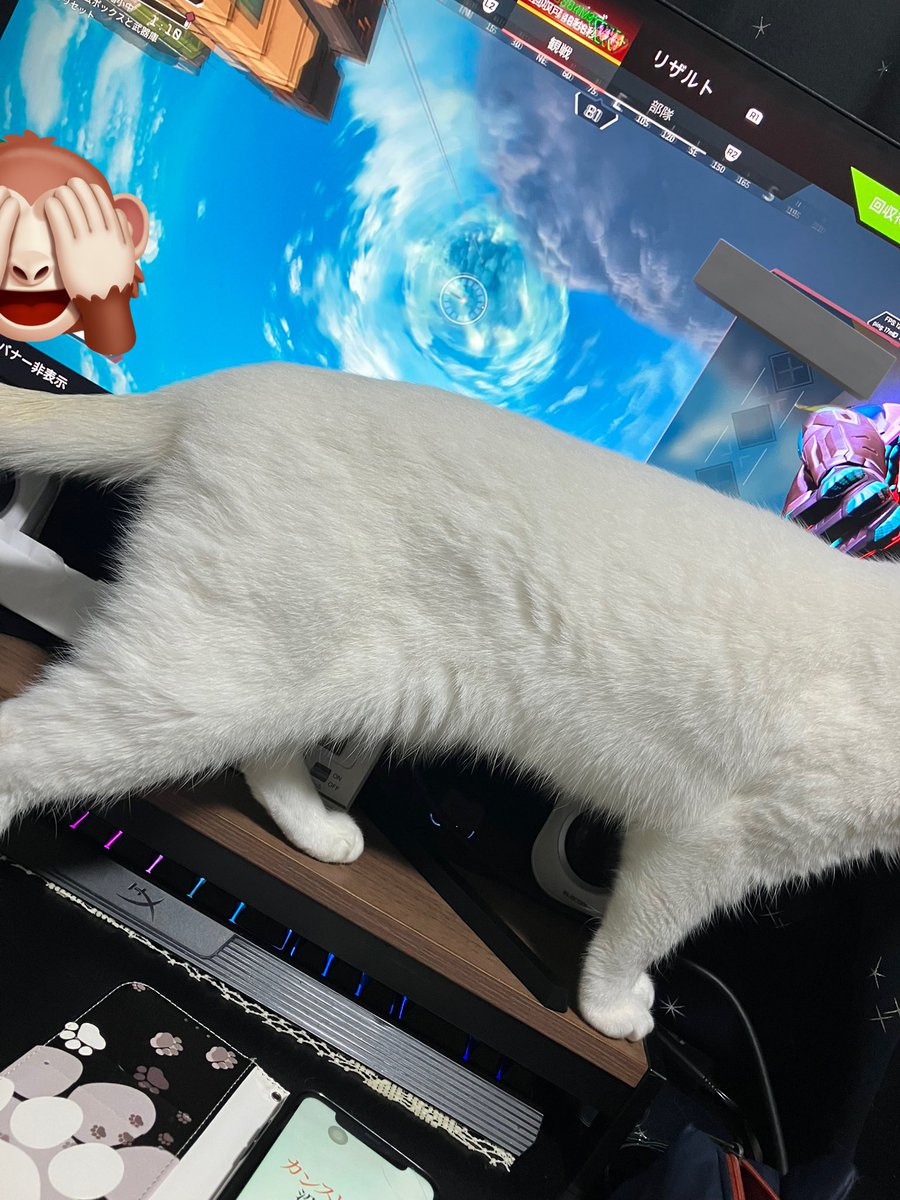 せんちゃん tweet media