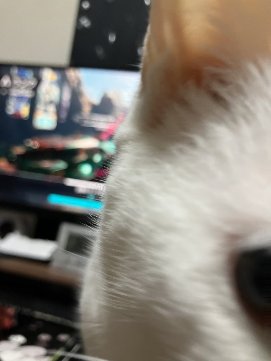 せんちゃん tweet media