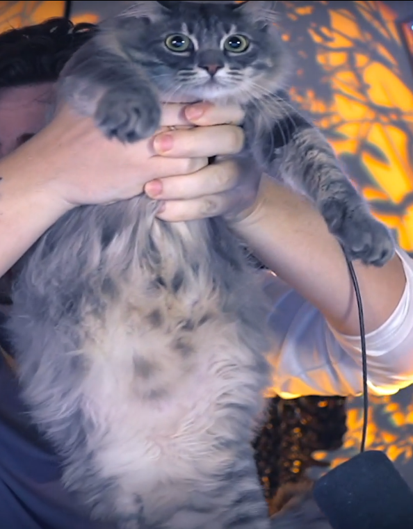 cellpets (@ceiipets) on Twitter photo 