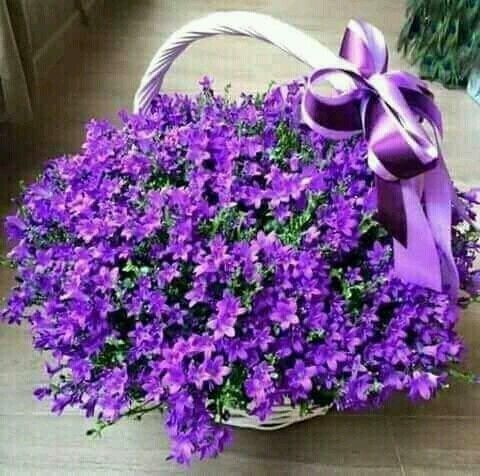 صمتي حكاية tweet media