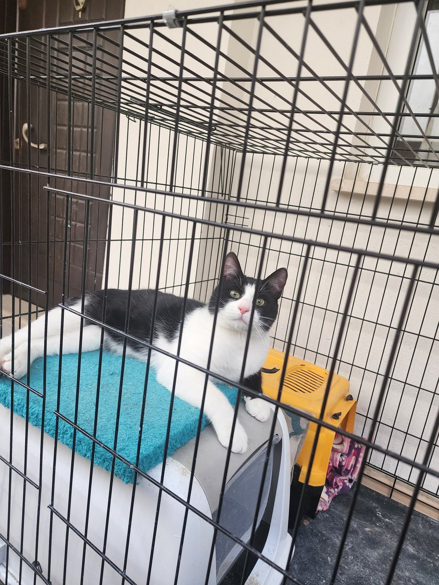 - Yaklaşık 6 aylık bi erkek,
- Kısırlaştırıldı
- Aşıları yapıldı 
- Bir sürü oyuncağı da var. Hiçbir eksiği yok. Tek eksik, kalıcı bir aile ve ev

Daha minicik bir yavruyken araba kaputunun içinden kurtarıldı. O günden beri sokakta değil, koruma altında büyüdü.  Ama geçici yer