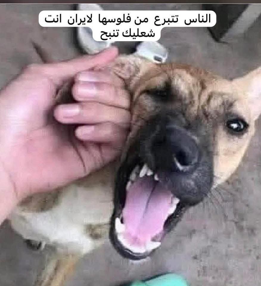 40y_ff's tweet photo. التقصير اللي بالشوارع  وحال الخريجين والفقراء سببه الفساد وسوء الإدارة بالبلد، مو سببه كم شاحنة مساعدات راحت لناس منكوبة. يعني إذا بطلنا نساعدهم، راح تنبني بيوت للفقراء عدنا؟ أكيد لا.
​المساعدات الإنسانية واجب أخلاقي وديني، وإحنا العراقيين أهل غيرة وما نترك المحتاج بمصيبته. https://t.co/jbJVoH2Dar