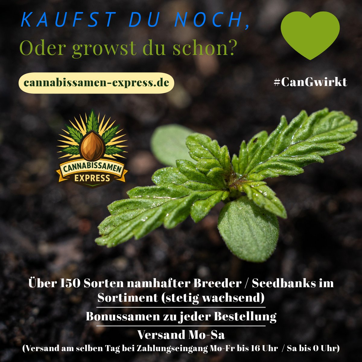 Cannabissamen-Express.de tweet media