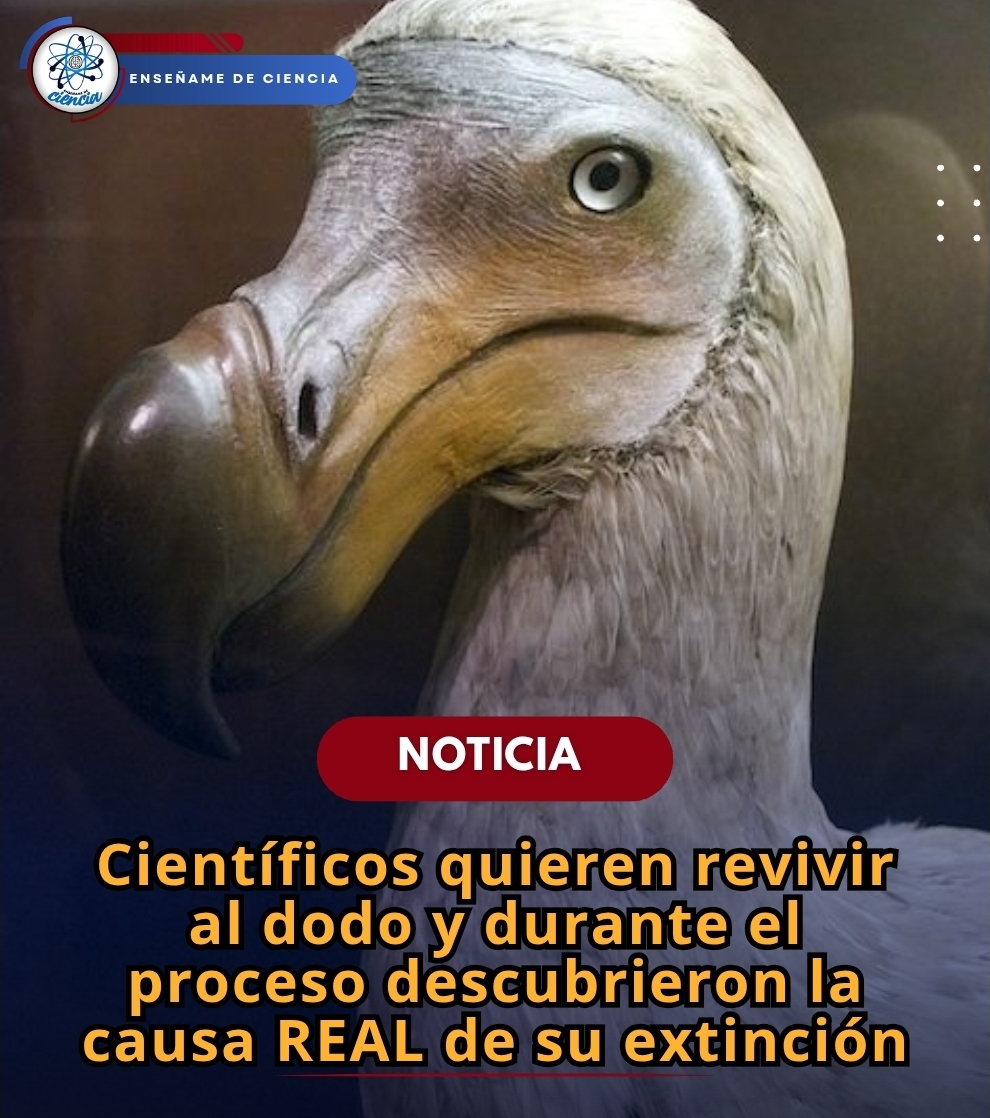 Enséñame de Ciencia tweet media