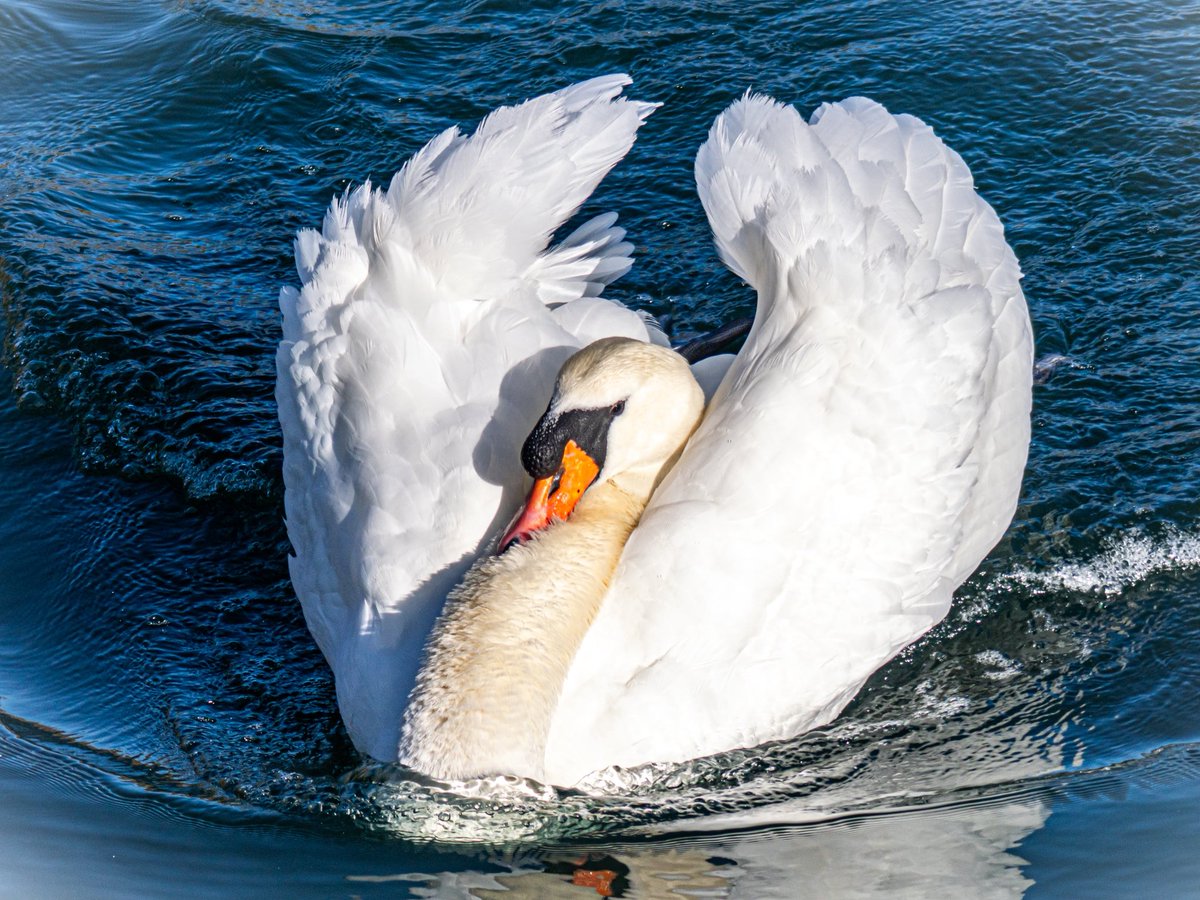 sharon13117's tweet image. Gliding in gracefully for #SwanDay 🦢🩶🦢