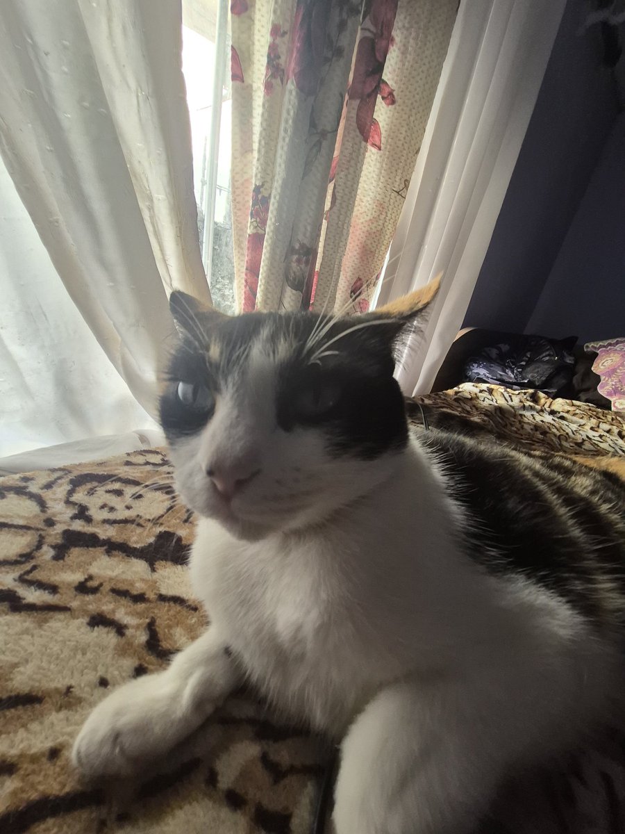 Giovanni apenas tweet media