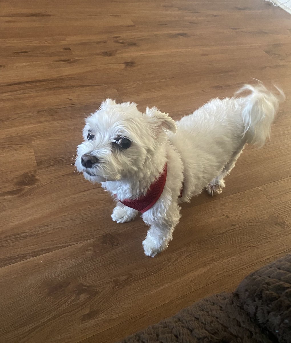 ((TrueBmoreRavenFan))😈 tweet media