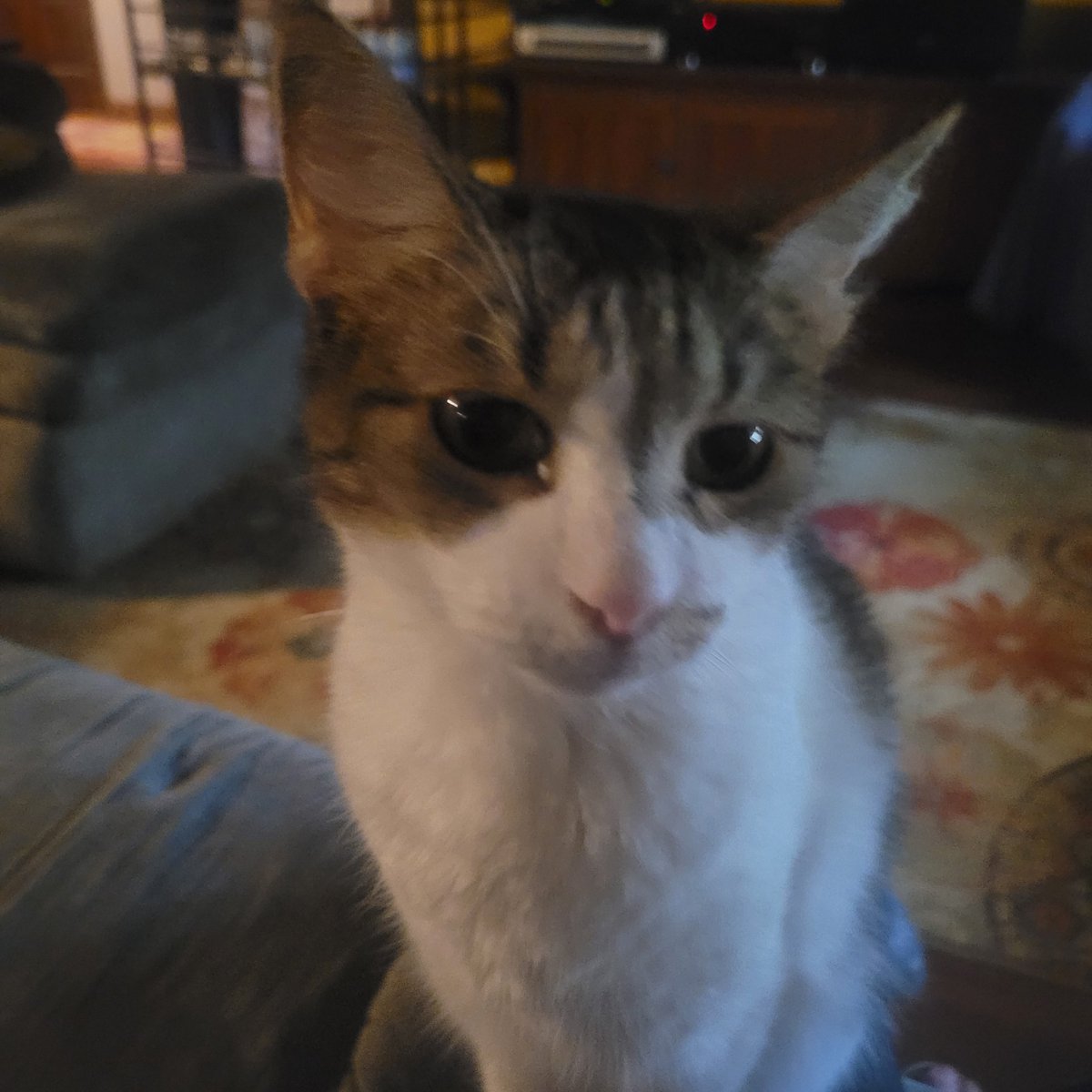 GhostisAFK🖕🐰 tweet media