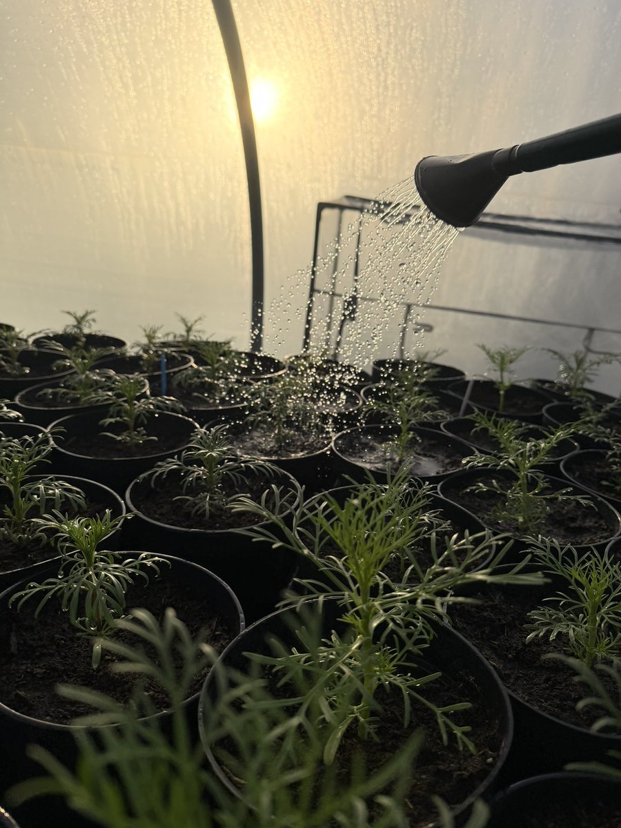 Jonathan Sheppard tweet media