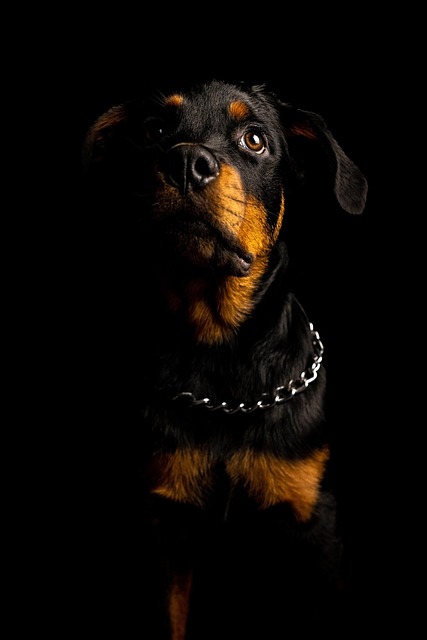 Dr.K @Drdebuneko tweet media