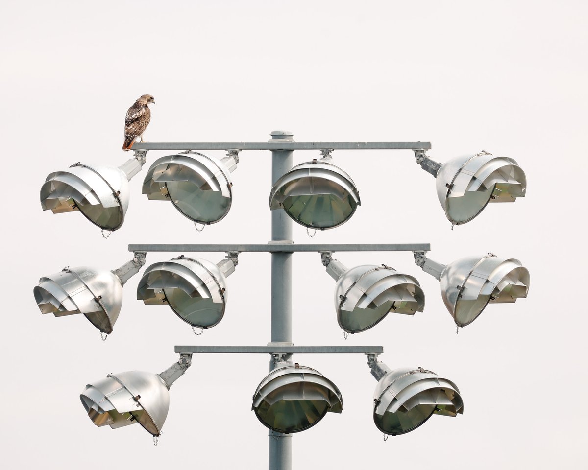 Iowa Softball tweet media