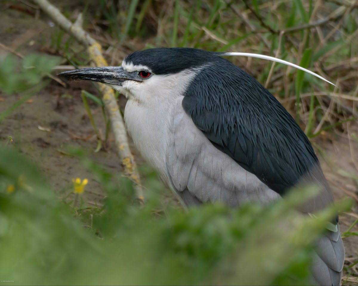 Geoff Pring tweet media