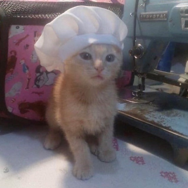 Punch Cat (@punchingcat) on Twitter photo 