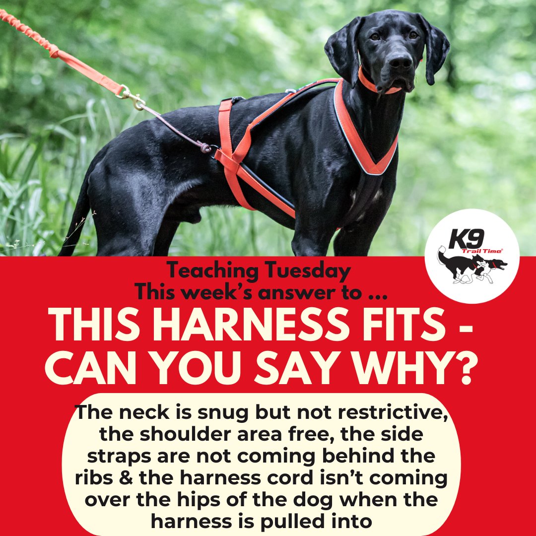 K9 Trail Time tweet media