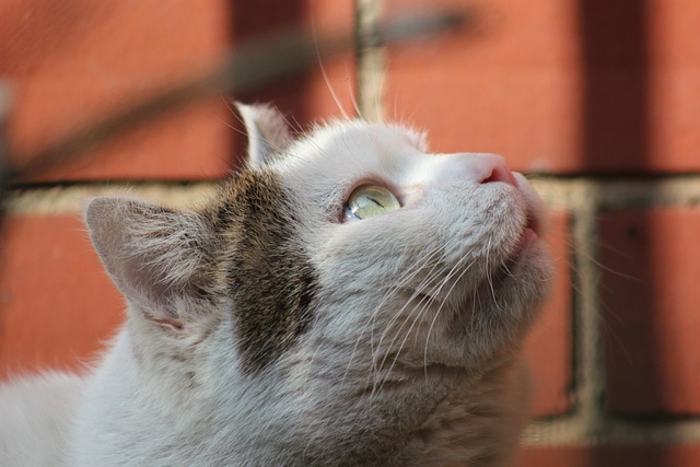 Sean May tweet media