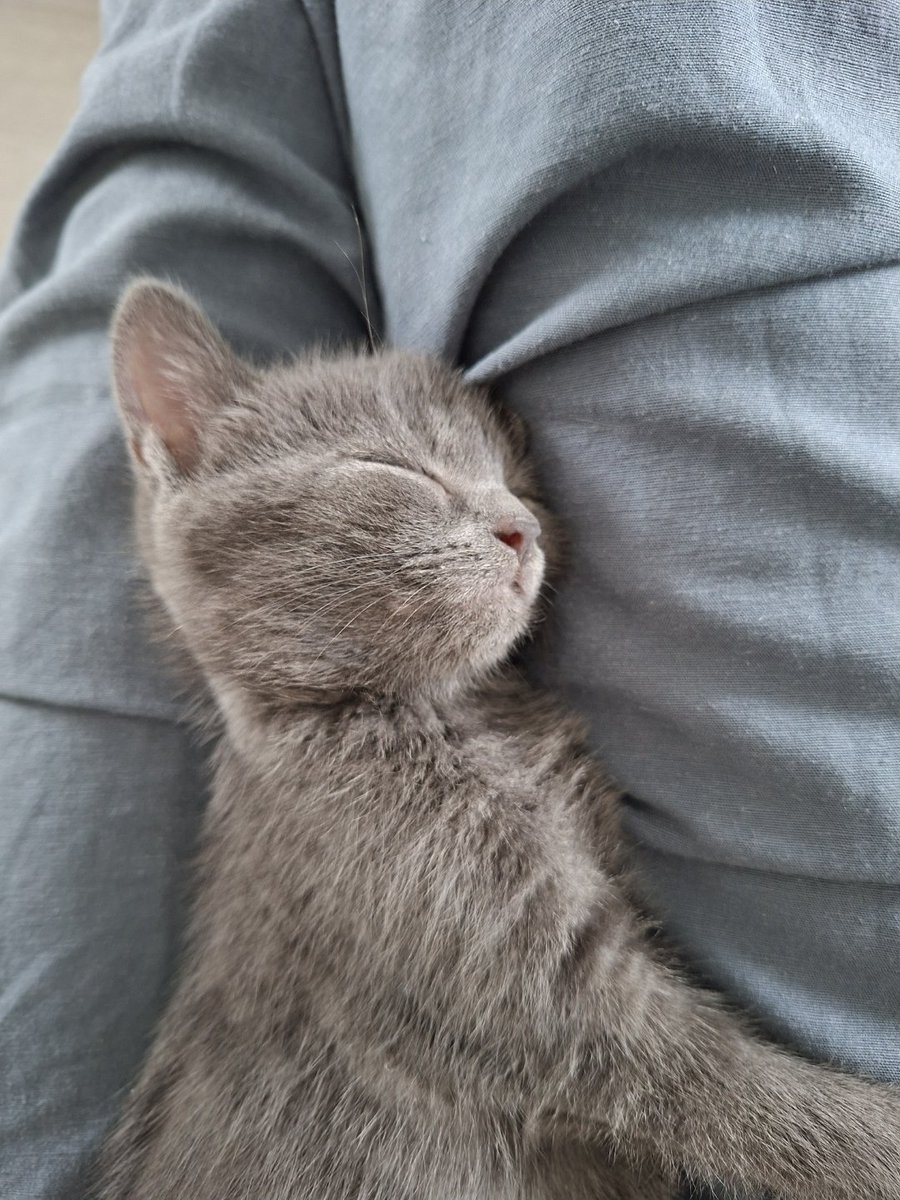 nekko 🌷 | ENHYPEN IS 7!! tweet media