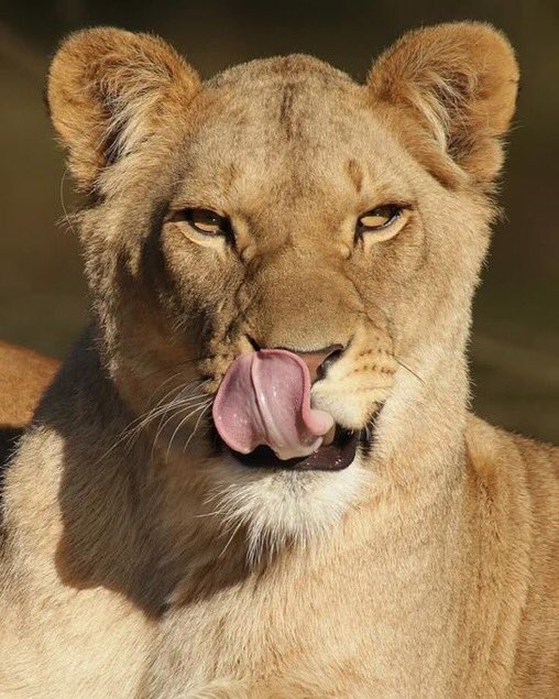 🕵🏻‍♂️ tweet media