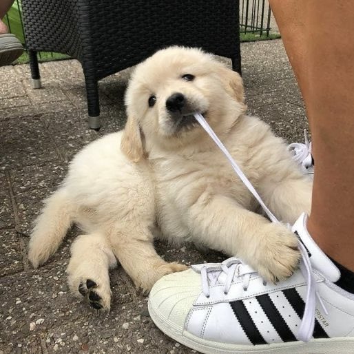 star ⟡ tweet media