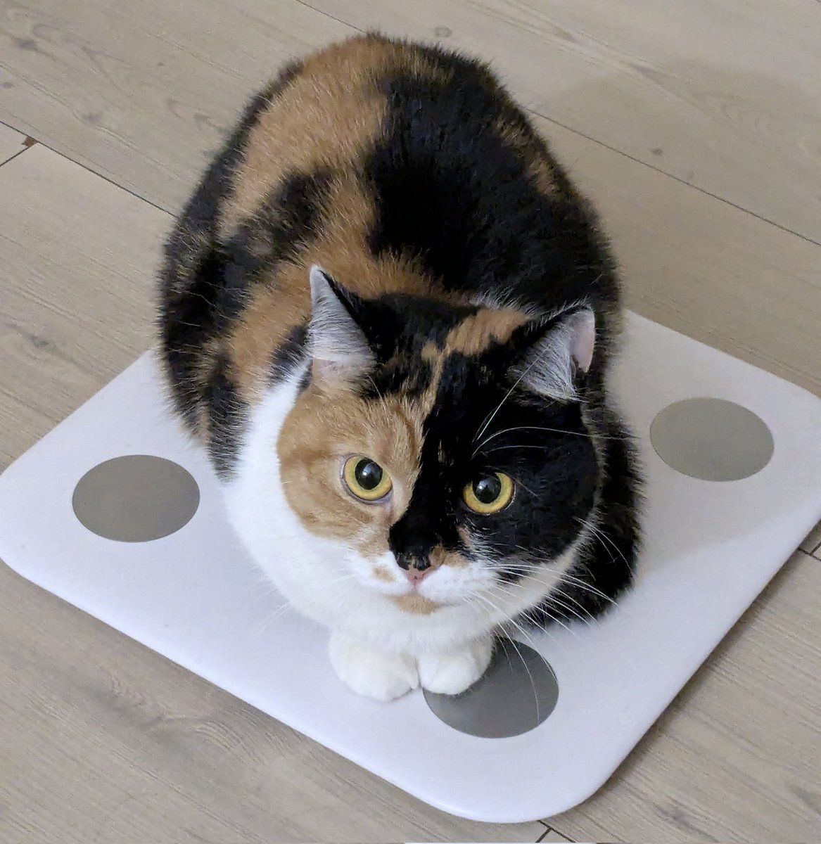 пенісуела tweet media